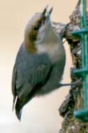 Brown-headed Nuthatch