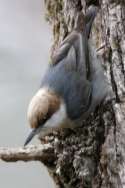 Brown-headed Nuthatch