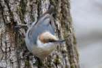 Brown-headed Nuthatch