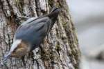 Brown-headed Nuthatch