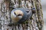 Brown-headed Nuthatch