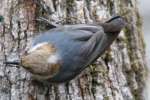 Brown-headed Nuthatch