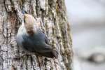 Brown-headed Nuthatch