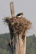 Osprey