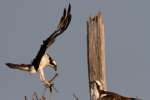 Osprey