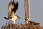 Osprey