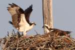 Osprey