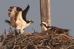 Osprey