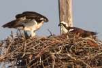 Osprey