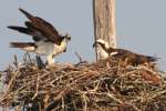 Osprey