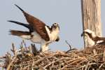 Osprey