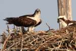 Osprey