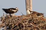 Osprey