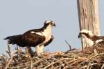 Osprey