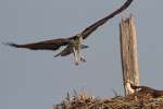 Osprey