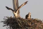 Osprey