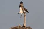 Osprey