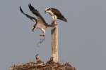 Osprey