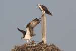 Osprey