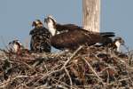 Osprey