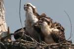 Osprey