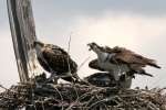 Osprey