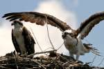 Osprey