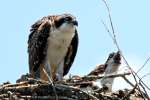 Osprey