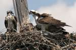 Osprey