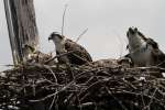 Osprey