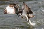 Osprey with White Bass