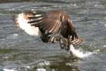 Osprey with White Bass