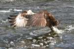 Osprey with White Bass