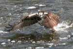 Osprey with White Bass