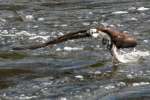 Osprey with White Bass