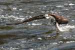 Osprey with White Bass