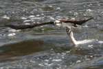 Osprey with White Bass