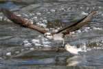 Osprey with White Bass