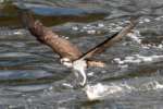 Osprey with White Bass