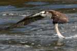 Osprey with White Bass