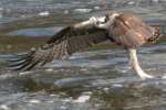 Osprey with White Bass