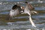 Osprey with White Bass