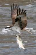 Osprey with White Bass