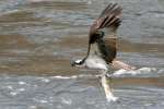 Osprey with White Bass