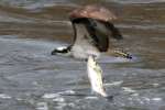 Osprey with White Bass