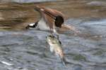 Osprey with White Bass