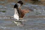 Osprey with White Bass