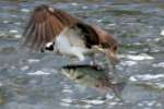 Osprey with White Bass