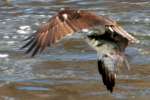 Osprey with White Bass