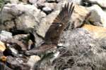 Osprey with White Bass